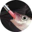 LRF Özel